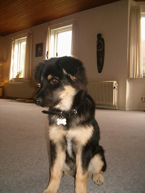 Blanding af racer ~¤~Qato~¤~ - Som han da vokser den dejlige hund... billede 14