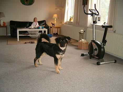 Blanding af racer ~¤~Qato~¤~ - Han er da en flot hund ikk... smiler... billede 15