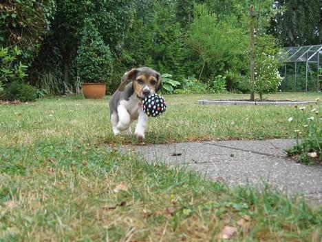 Beagle Hamanns Walther - Jeg elsker at lege i haven med min bold billede 7
