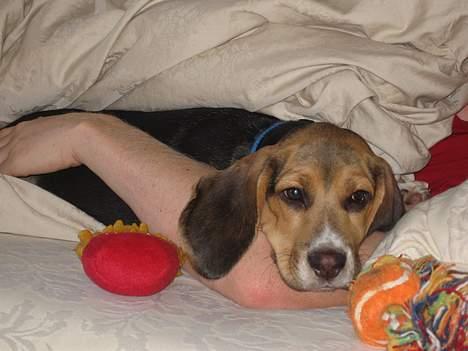 Beagle Hamanns Walther - Jeg tager mig lige en lur med far billede 8