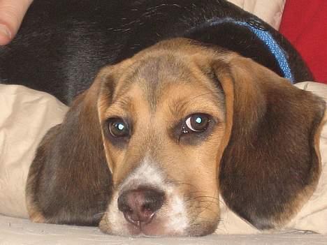 Beagle Hamanns Walther - Se mine lange ører..... billede 9