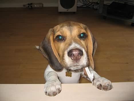 Beagle Hamanns Walther - Hvem, mig!!! Jeg har ikke spist noget papir..... billede 10