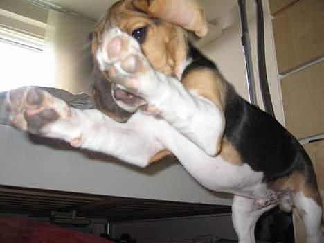 Beagle Hamanns Walther - Jeg er en tiger !!! Jeg ER en tiger - Jeg er meget farlig..... billede 11