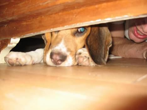 Beagle Hamanns Walther - Se far. Bolden - den ligger lige der. billede 12