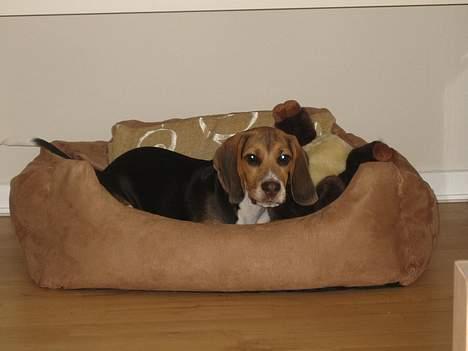 Beagle Hamanns Walther - Min nye kurv. Er den ikke fin. billede 13