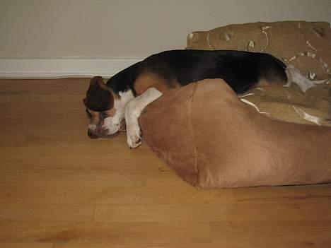 Beagle Hamanns Walther - Det er bedst at ligge halvvejs ude af kurven billede 14