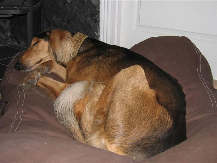 Saluki Faih´dan billede 14