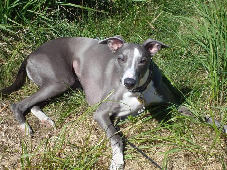 Whippet Ninja - Ninja- næsen 2 år- nyder ferien i Sverige billede 1