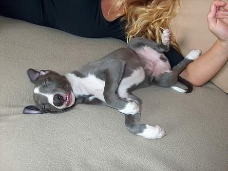 Whippet Ninja - 8 uger billede 2