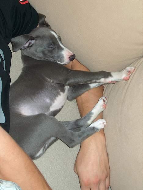 Whippet Ninja - 8 uger billede 3