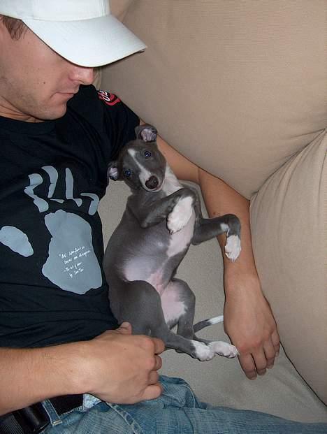 Whippet Ninja - 8 uger billede 4