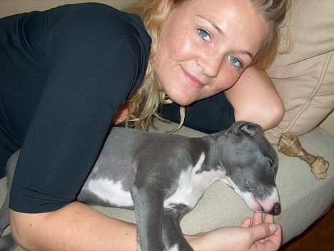 Whippet Ninja - 8 uger billede 5