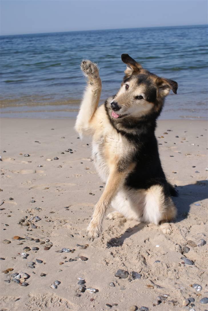 Blanding af racer Lucky - Lucky billede 1