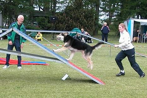 Blanding af racer Lucky - På vej over A et, Borrevejle 2005 billede 2