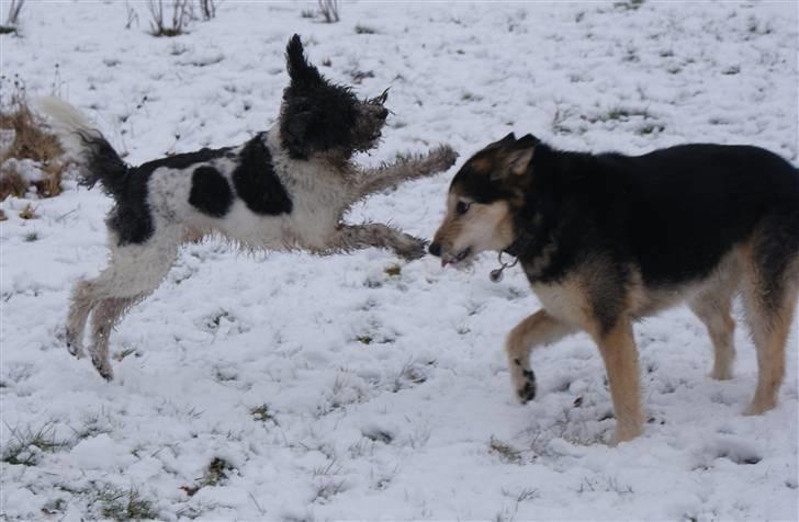 Blanding af racer Lucky - Krøllet angreb billede 3