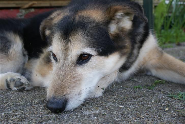 Blanding af racer Lucky - I dyb koncentration billede 4