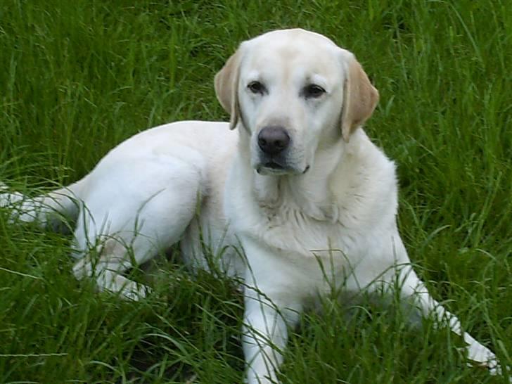 Labrador retriever Ludvig R.I.P - her er Ludviq min kære hund billede 1