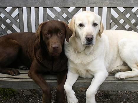 Labrador retriever Ludvig R.I.P - Ludvig og Laura <33 billede 2