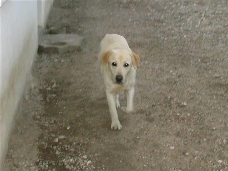 Labrador retriever Ludvig R.I.P - Løb Luddi billede 3