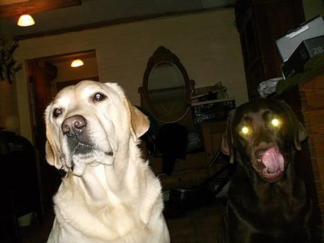 Labrador retriever Ludvig R.I.P - Ludviq oq Laura billede 4