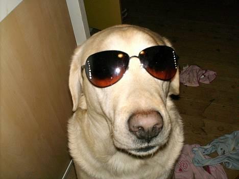 Labrador retriever Ludvig R.I.P - Ludviq med briller .. billede 5