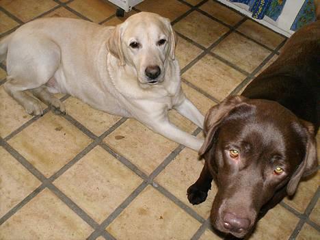 Labrador retriever Ludvig R.I.P - Ludviq sammen med min anden hund Laura  billede 6