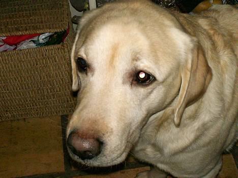 Labrador retriever Ludvig R.I.P - smukke hund .. billede 7