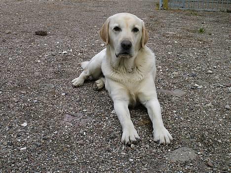 Labrador retriever Ludvig R.I.P - Ludviq <33 billede 8