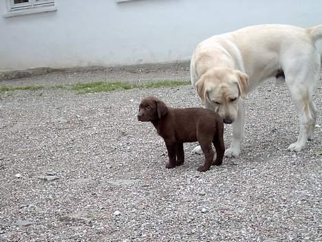 Labrador retriever Ludvig R.I.P - her kan i se Laura som hvalp da Lydviq møtte hende første qanq jaa det var han ikk så qlad for.... billede 9