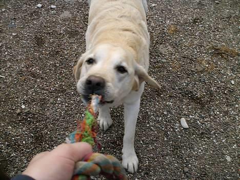 Labrador retriever Ludvig R.I.P - Ludviq Hiv ! <3 billede 10