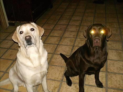 Labrador retriever Ludvig R.I.P - Ludviq hunden oq Laura ... billede 11