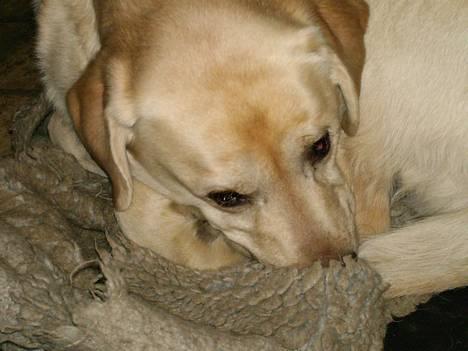 Labrador retriever Ludvig R.I.P - Ludviqs smukke hovede han liqqer i sin kurve billede 12