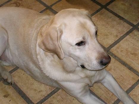 Labrador retriever Ludvig R.I.P - liqqer ned billede 13