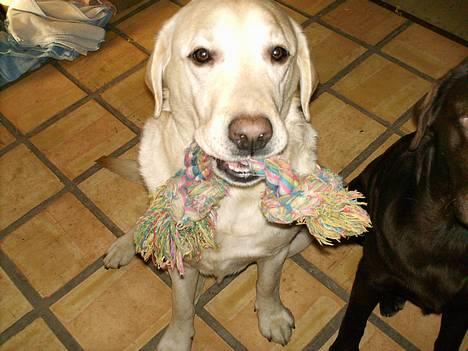 Labrador retriever Ludvig R.I.P - Ludviq med leqe tøj billede 14