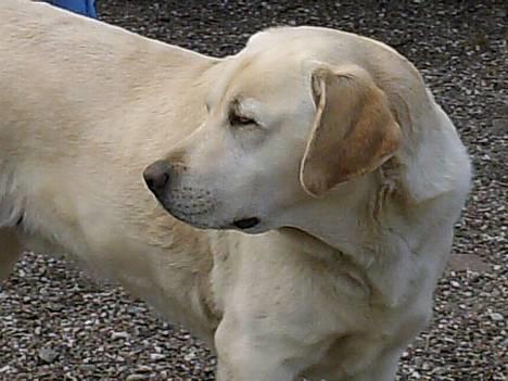 Labrador retriever Ludvig R.I.P - Smukke Luddi billede 15