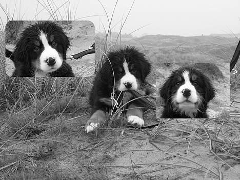 Berner sennenhund Ludvig - der er mange af mig? billede 15