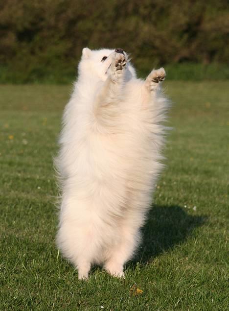 Japansk spids Tetsu - Er jeg ikke dygtig????                        Foto. schnauzerpower.dk billede 1