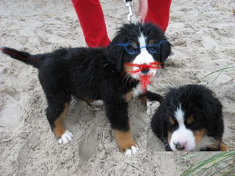 Berner sennenhund Ludvig - er jeg ikke fin:) billede 16