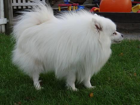 Japansk spids Tetsu - Jeg er da bare dejlig! billede 2