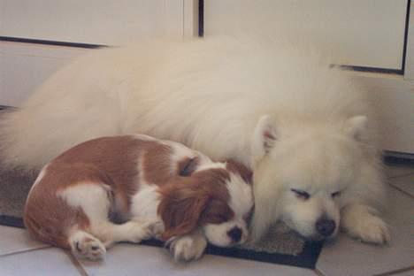 Japansk spids Tetsu - Tetsu og Balou som vi desværre ikke har mere! billede 3