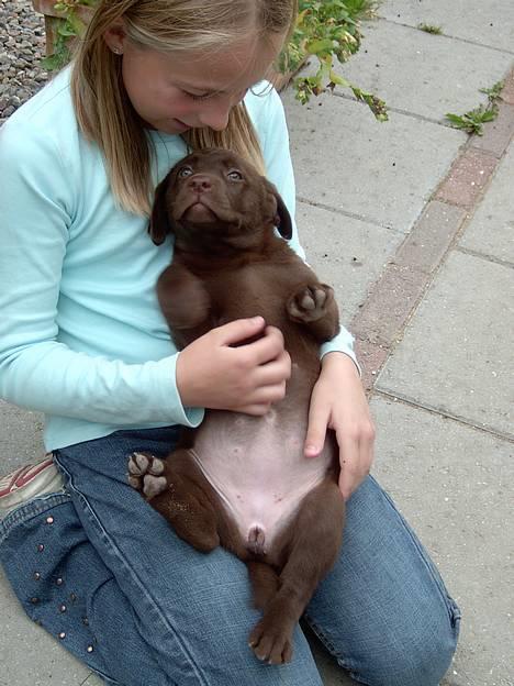 Labrador retriever Laura - Laura hvis du stmmer i en udfordrinq lii nu så vær sød at kiqqe de andre billeder os... billede 1