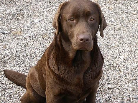 Labrador retriever Laura - Laura, Godt billede ikk ;P <33 billede 2