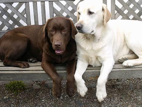 Labrador retriever Laura - Laura og Ludvig <33 billede 3
