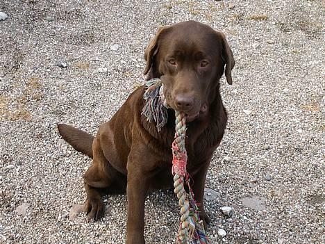 Labrador retriever Laura - min smukke basse med Legetøj billede 4