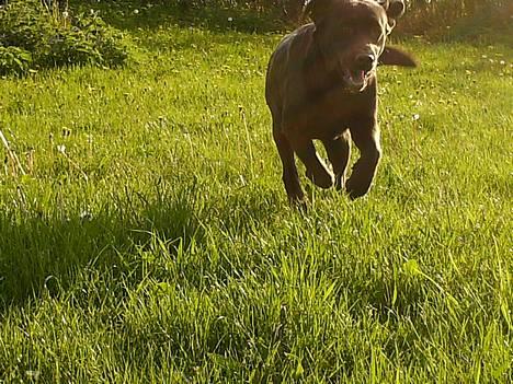 Labrador retriever Laura - Laura, Her kommer jeg i fuld fart .. billede 5