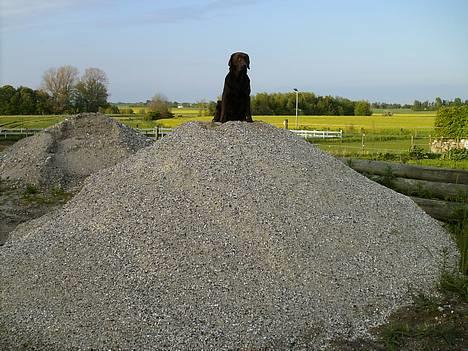 Labrador retriever Laura - I´m the Queen billede 6