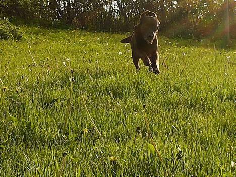 Labrador retriever Laura - Afstid afsted <33 billede 7