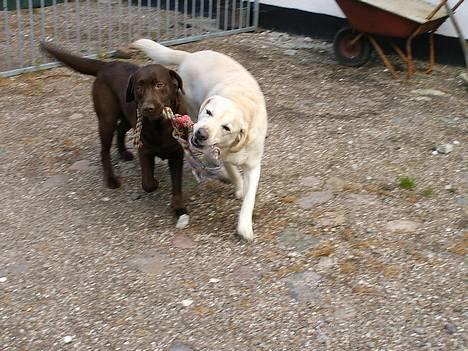 Labrador retriever Laura - Den er min, Nej min <33 billede 8