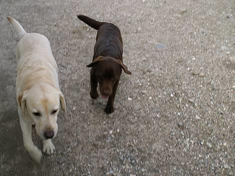 Labrador retriever Laura - Her kommer vi <33 billede 9