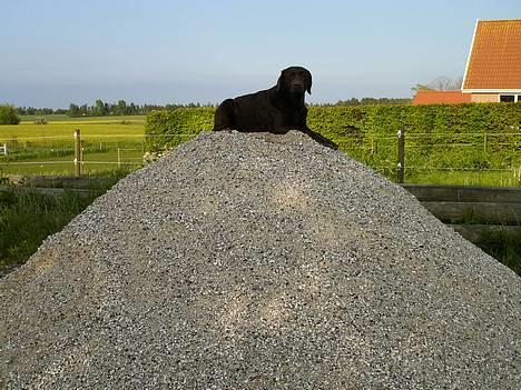 Labrador retriever Laura - I´m the Queen only billede 10